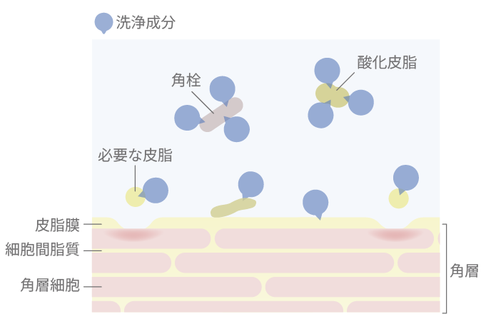 洗浄力の高い石けんを使用した際の肌のイメージ