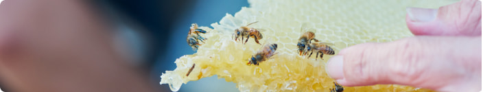 クリックすると養蜂のページへ