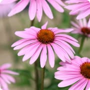 ピンク色のエキナセアの花