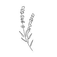 ラベンダーの花