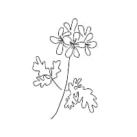 ニオイテイジクアオイの花