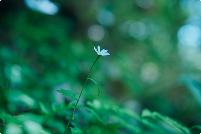 緑豊かな森に咲く一輪の白い花