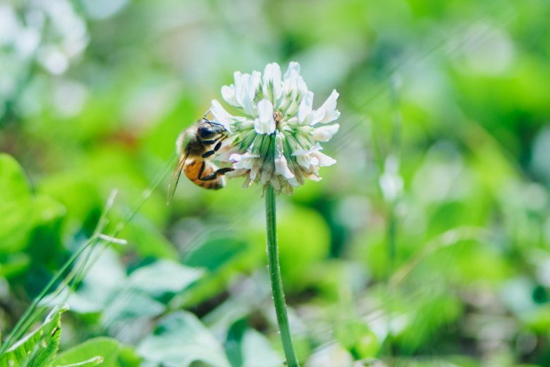 アピテラピのABOUT相利共生のページ 花の蜜を集めるミツバチ