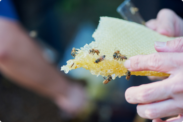 ミツバチの集まる巣蜜を手に持つ養蜂家