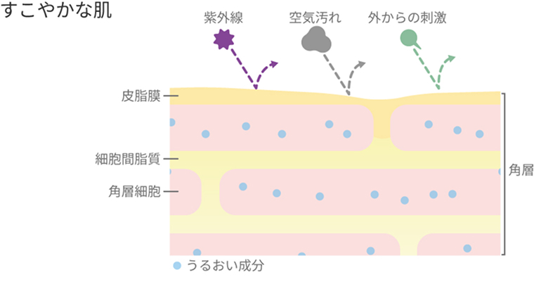 皮脂膜が適切に保たれ、うるおいをしっかり保持したすこやかな肌
