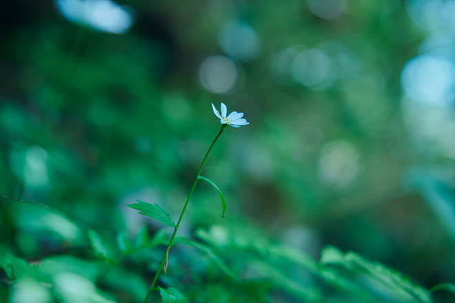すこやかに育つ植物