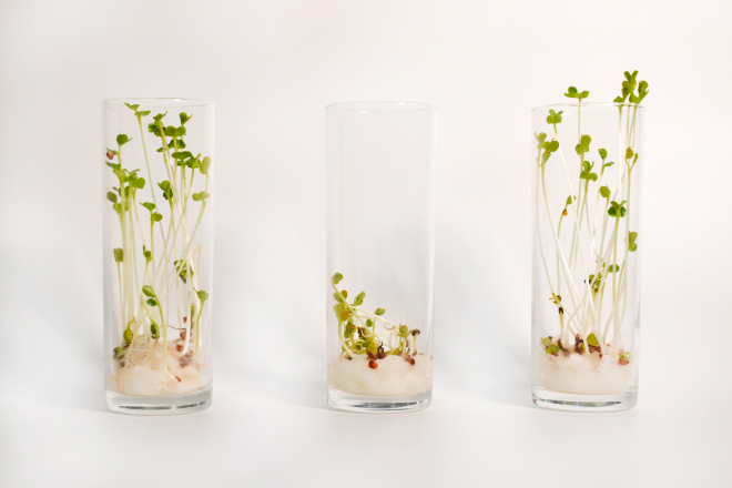 アピテラピ完熟生せっけんの排水と合成洗剤の排水による植物の生育比較の様子