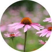 ピンク色のエキナセアの花