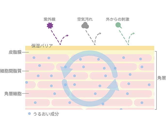 うるおいの連鎖がつづくしくみを表す肌図