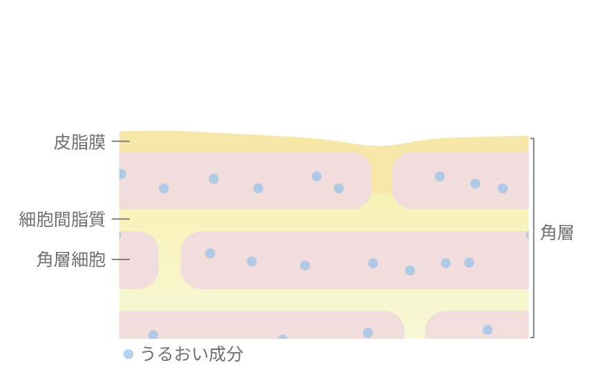 整っている肌の図
