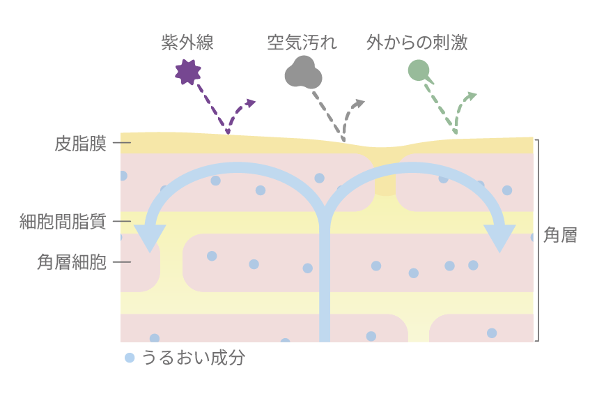均一な皮脂脂膜が水分蒸散を防ぎながら外的刺激から肌を守っている図
